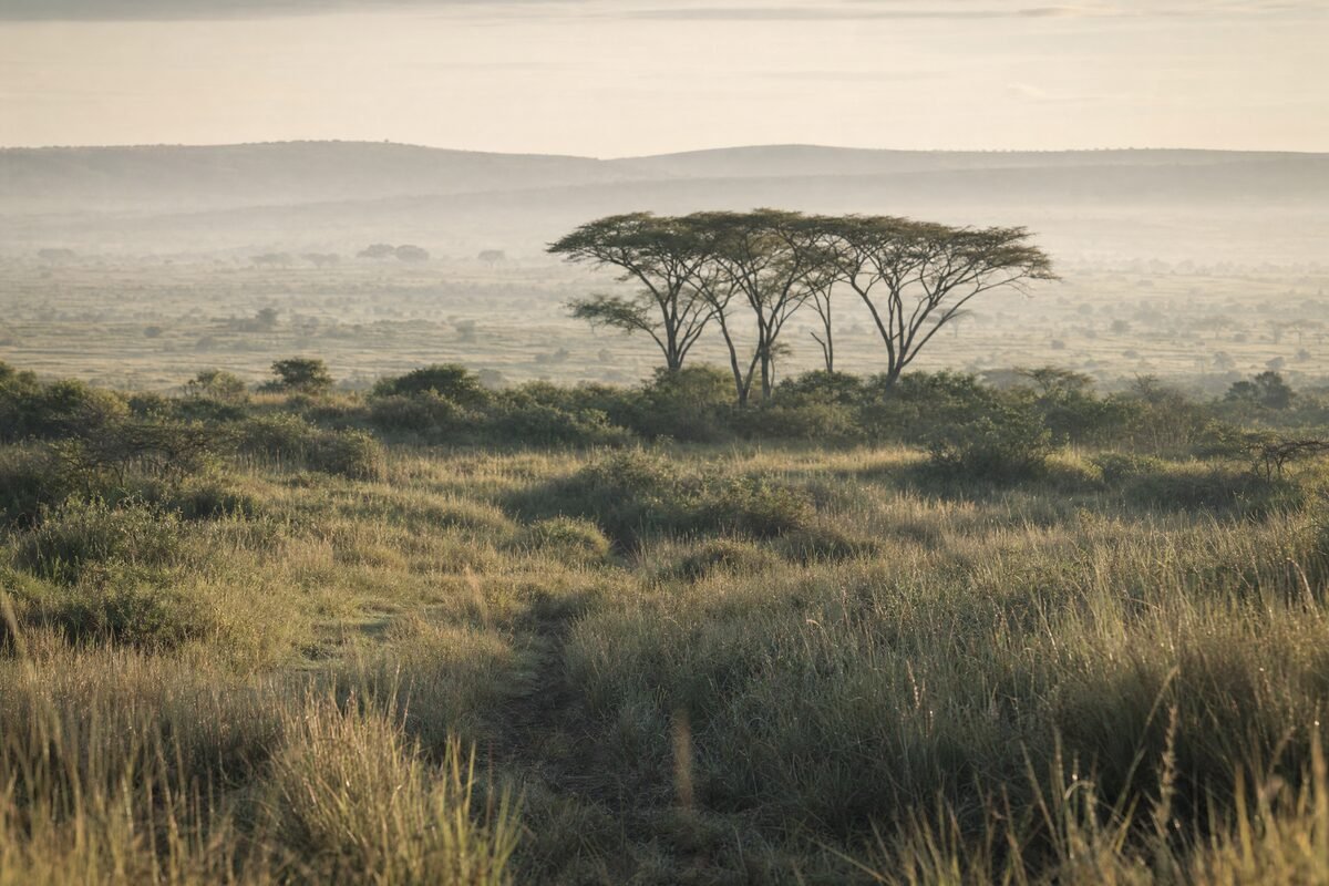 Erba alta e alberi di acacia in un paesaggio illustrativo.