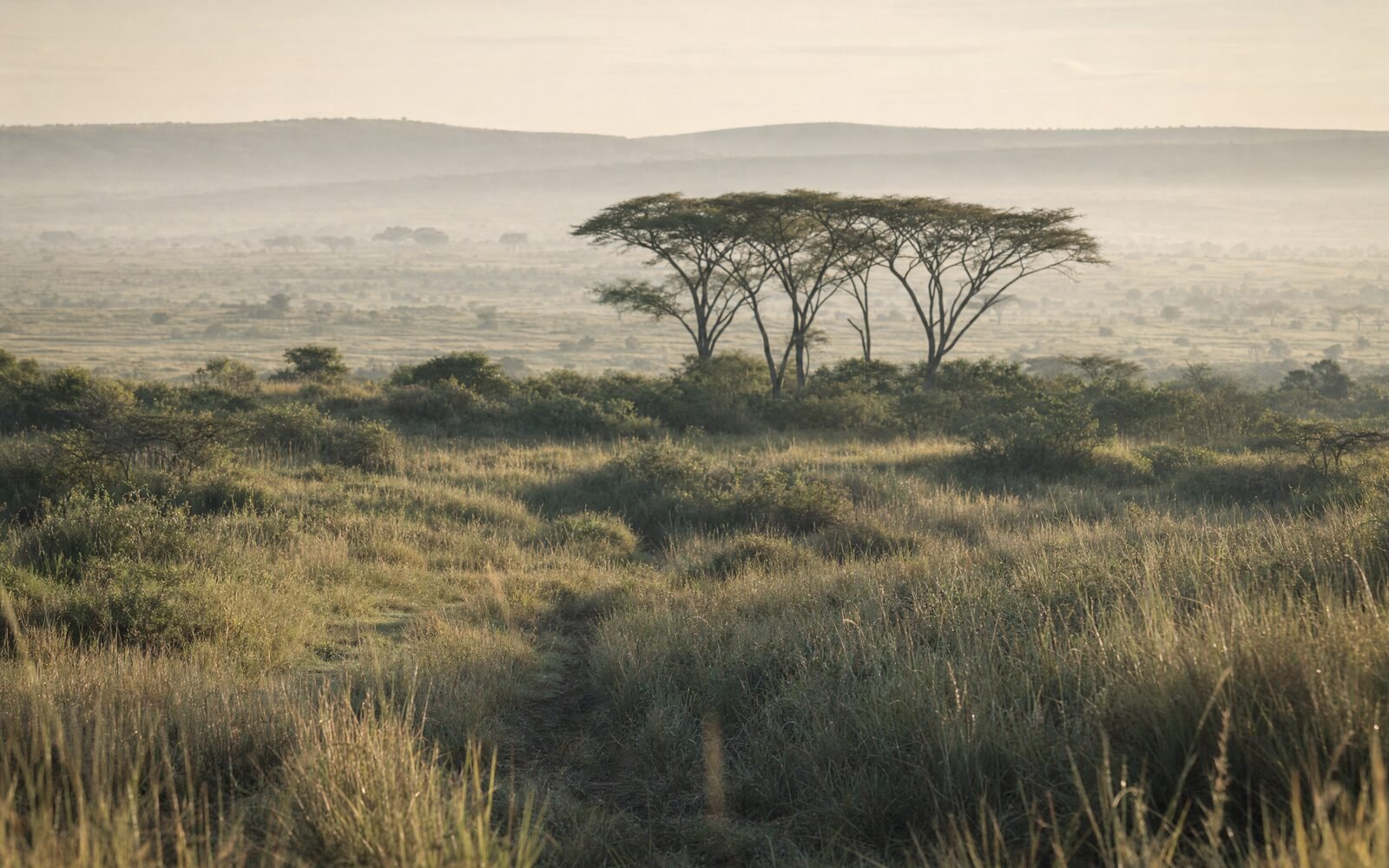 Erba alta e alberi di acacia in un paesaggio illustrativo.