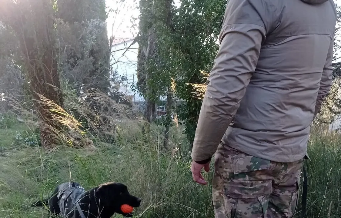 Fase di addestramento tra un istruttore e un cane K-9 in ambiente naturale.