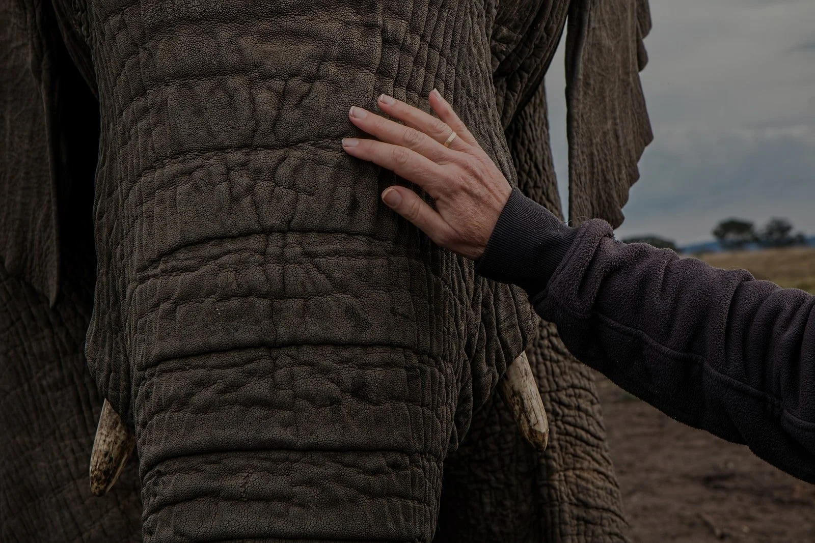 Connessione tra uomo ed elefante un gesto di rispetto e protezione Una mano accarezza con delicatezza la proboscide di un elefante, simbolo di fiducia e rispetto tra uomo e natura.