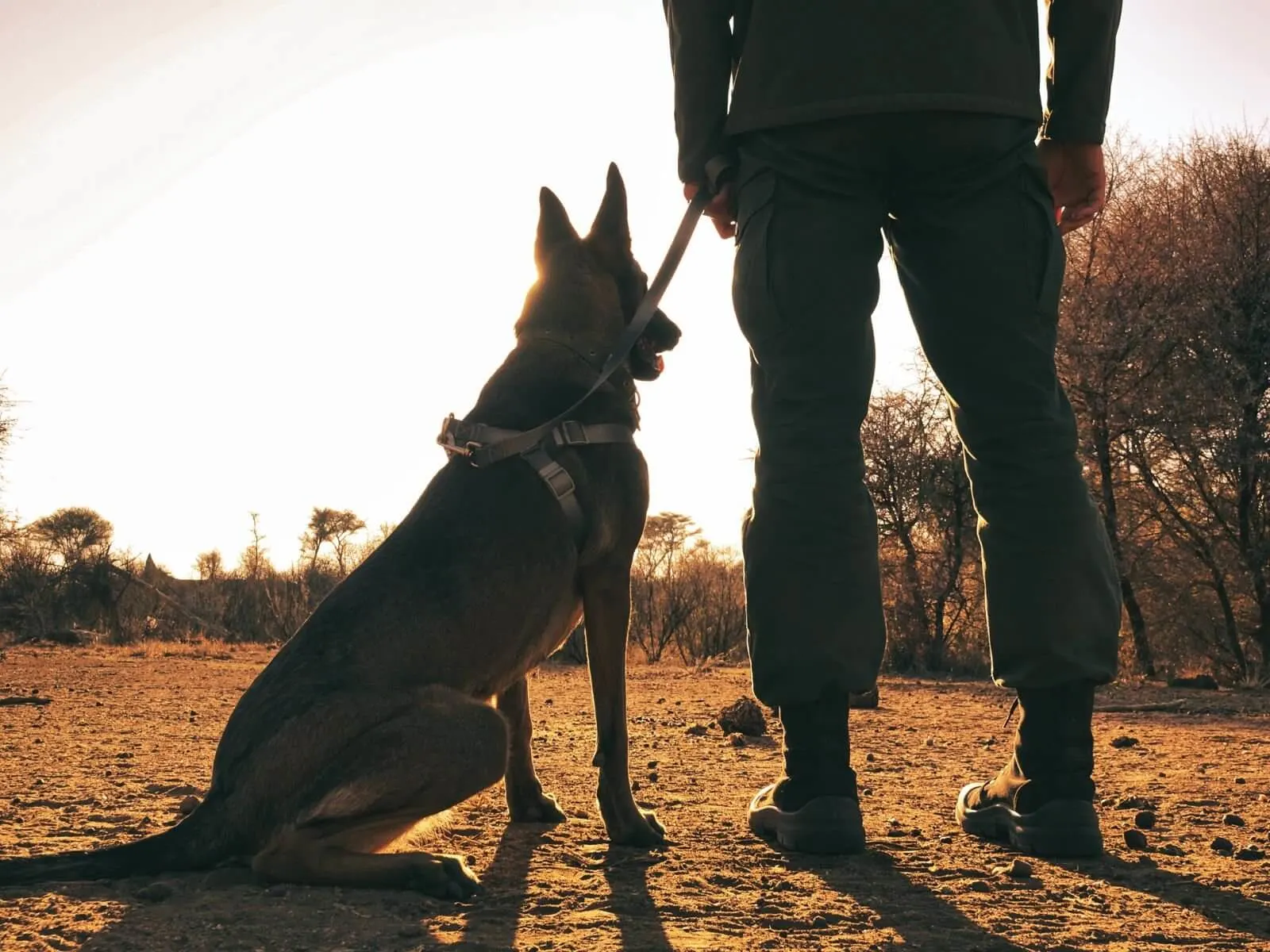 Un ranger veglia al tramonto accanto al suo cane K9, pronto a difendere la natura.