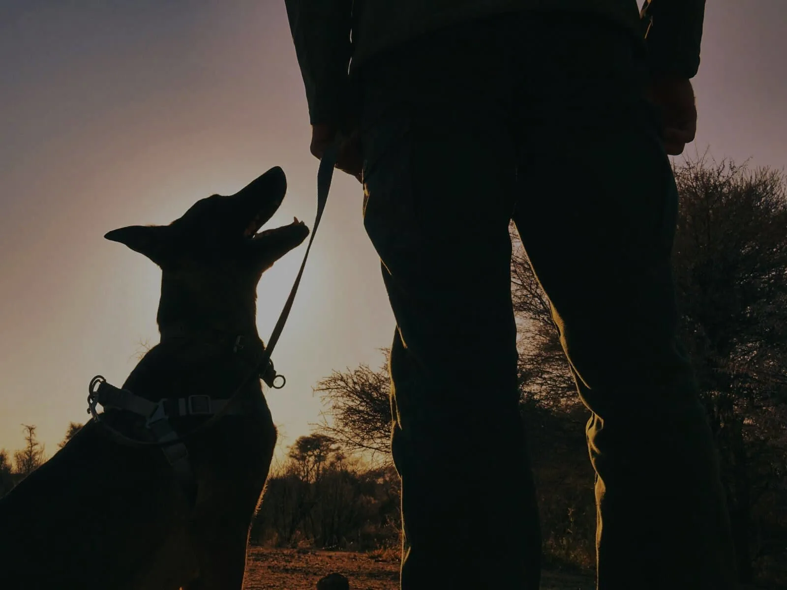 Sostieni i Nostri Cani K-9 Sostieni i Nostri Cani K-9